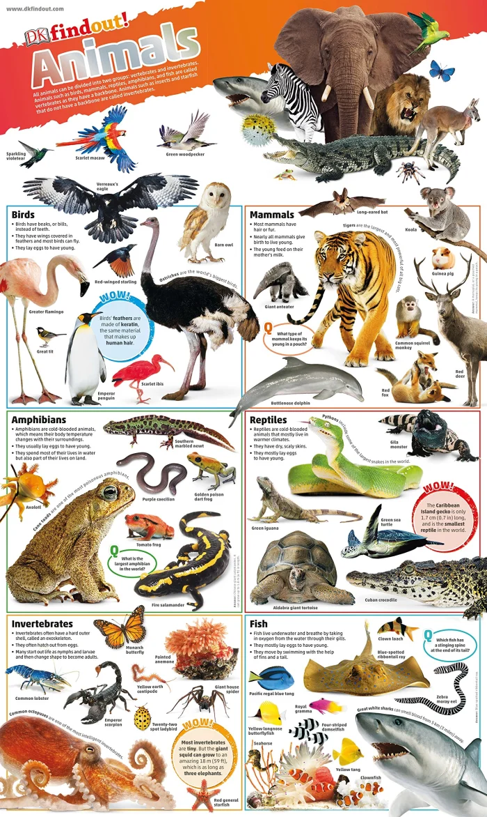 Animals Poster, plagát