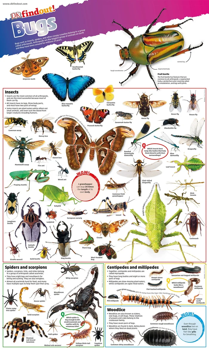Bugs Poster, plagát