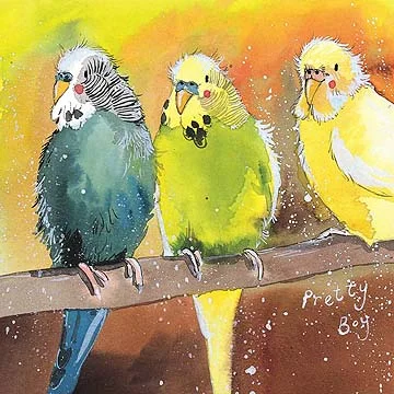 Budgies AC328, prianie