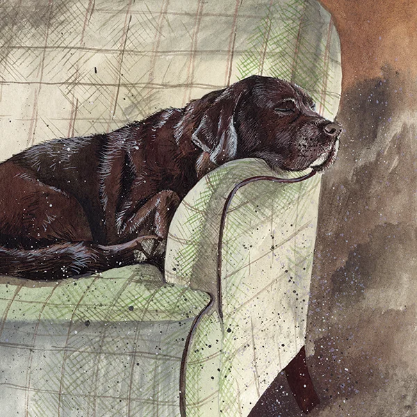 Buddy Chocolate Labrador AC746, prianie