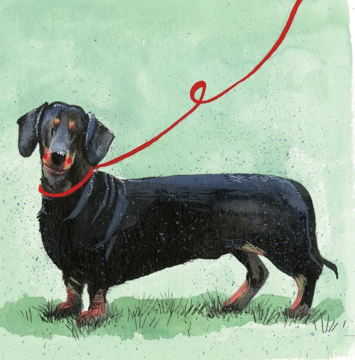 Dachshund Dog AC700, prianie
