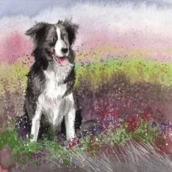 Collie And Heather Card AC580, prianie