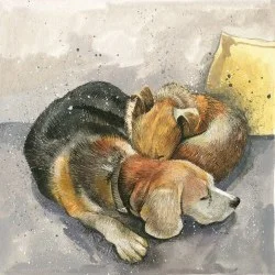 Jazz & Honey AC693, prianie