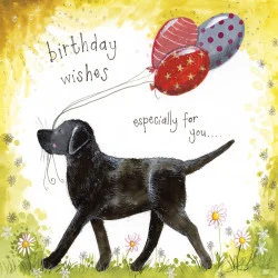 Sunshine Labrador S371, prianie