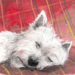 Tartan Rug AC526, prianie