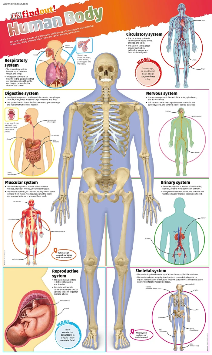 Human Body Poster, plagát