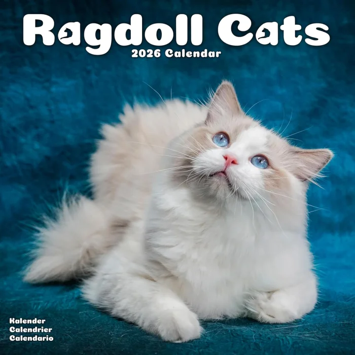 Ragdoll Calendar 2026 (Square Wall Calendar), kalendár