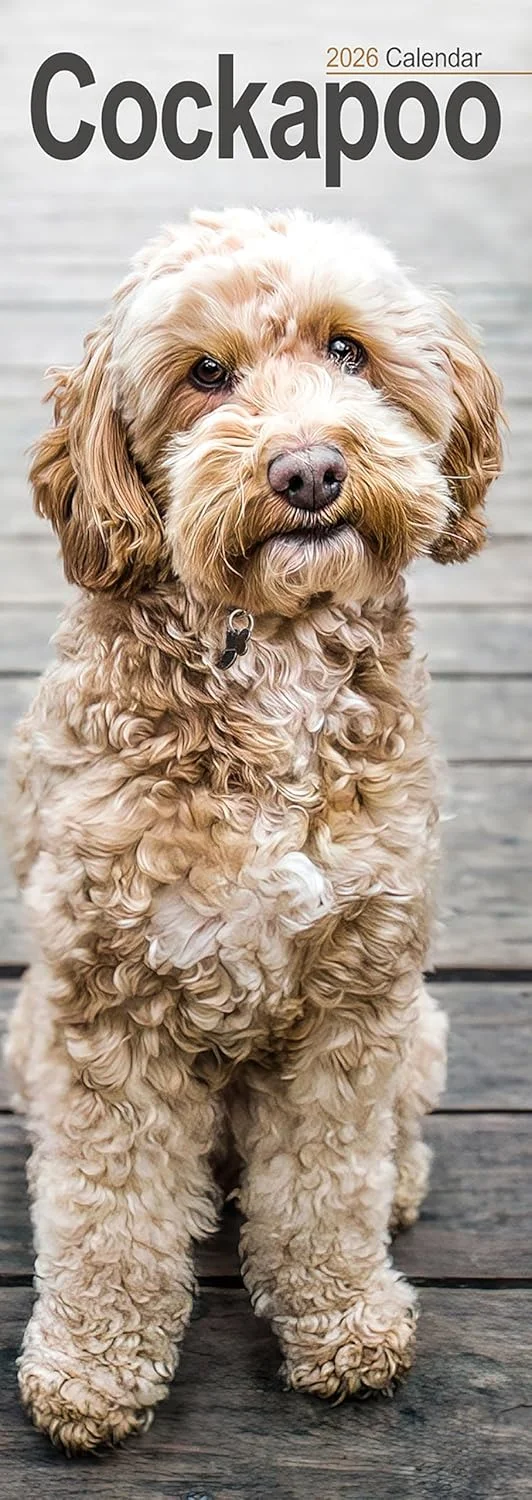 Cockapoo Slim Calendar 2026, kalendár