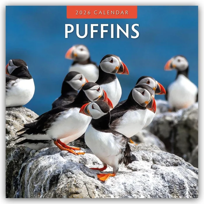 Puffins 2026 Square Wall Calendar, kalendár