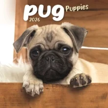 Pug Puppies Square Mini Calendar 2026, kalendár
