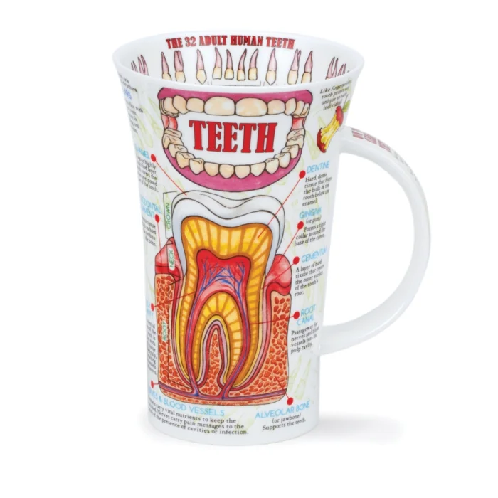 Teeth