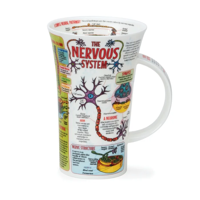 The Nervous System